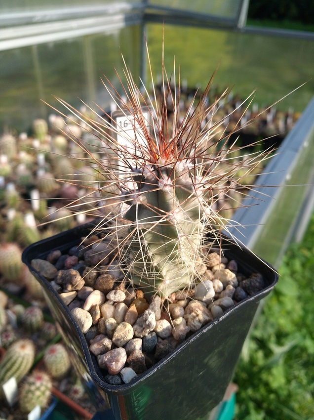 Нажмите на изображение для увеличения.

Название:	Echinocereus_ mapimiensis_1 .jpg
Просмотров:	1044
Размер:	205.7 Кб
ID:	461882