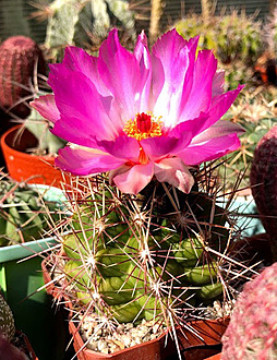 Нажмите на изображение для увеличения.

Название:	Thelocactus_bicolor.jpg
Просмотров:	671
Размер:	140.9 Кб
ID:	461939