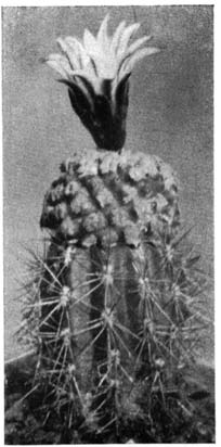 Нажмите на изображение для увеличения.   Название:	Echinocactus_Gymnocactus_valdezianus_1.png  Просмотров:	0  Размер:	54.5 Кб  ID:	462002