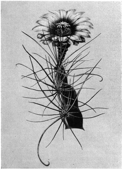 Нажмите на изображение для увеличения.

Название:	Hamatocactus_hamatacanthus.png
Просмотров:	894
Размер:	156.0 Кб
ID:	462131