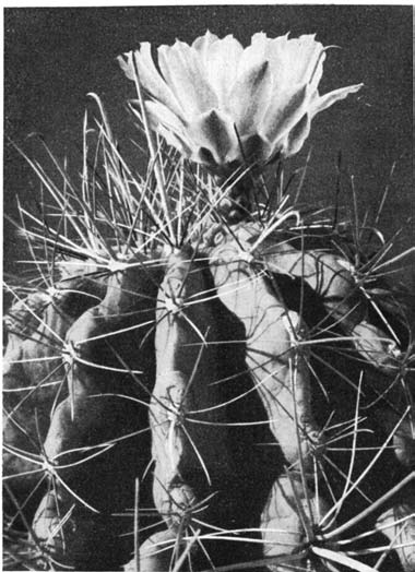 Нажмите на изображение для увеличения.

Название:	Hamatocactus_hamatacanthus_1.png
Просмотров:	373
Размер:	138.5 Кб
ID:	462132