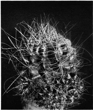 Нажмите на изображение для увеличения.

Название:	Hamatocactus_hamatacanthus_2.png
Просмотров:	371
Размер:	118.5 Кб
ID:	462133