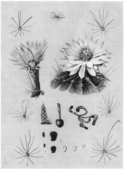 Нажмите на изображение для увеличения.

Название:	Hamatocactus_setispinus.png
Просмотров:	363
Размер:	148.3 Кб
ID:	462134