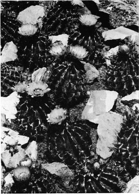 Нажмите на изображение для увеличения.

Название:	Hamatocactus_setispinus_1.png
Просмотров:	357
Размер:	205.8 Кб
ID:	462135