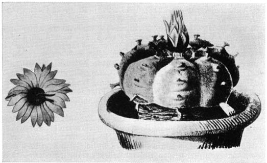 Нажмите на изображение для увеличения.

Название:	Lophophora_williamsii.png
Просмотров:	920
Размер:	98.3 Кб
ID:	462143