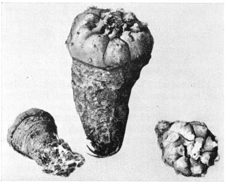 Нажмите на изображение для увеличения.

Название:	Lophophora_williamsii_1.png
Просмотров:	255
Размер:	95.1 Кб
ID:	462144