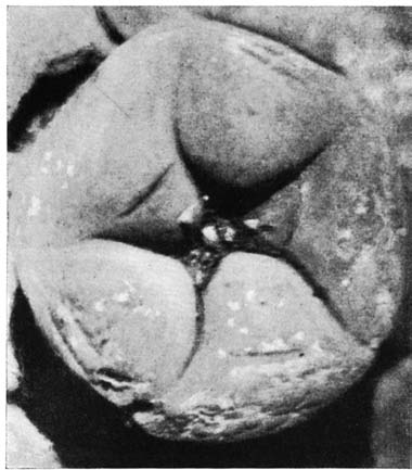 Нажмите на изображение для увеличения.

Название:	Lophophora_williamsii_v_pentagona.png
Просмотров:	272
Размер:	96.4 Кб
ID:	462146
