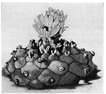 Нажмите на изображение для увеличения.

Название:	Lophophora_williamsii_v_decipiens.png
Просмотров:	222
Размер:	62.7 Кб
ID:	462147