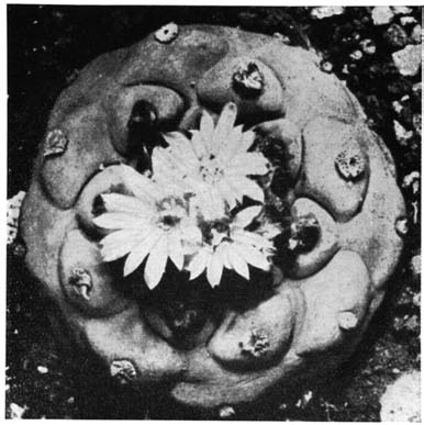 Нажмите на изображение для увеличения.

Название:	Lophophora_echinata_v_diffusa.png
Просмотров:	270
Размер:	93.6 Кб
ID:	462149