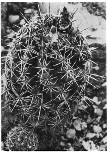 Нажмите на изображение для увеличения.   Название:	Thelocactus_leucacanthus_1.png  Просмотров:	0  Размер:	132.5 Кб  ID:	462324