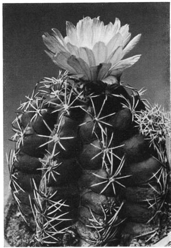 Нажмите на изображение для увеличения.   Название:	Thelocactus_leucacanthus_2.png  Просмотров:	0  Размер:	113.6 Кб  ID:	462325