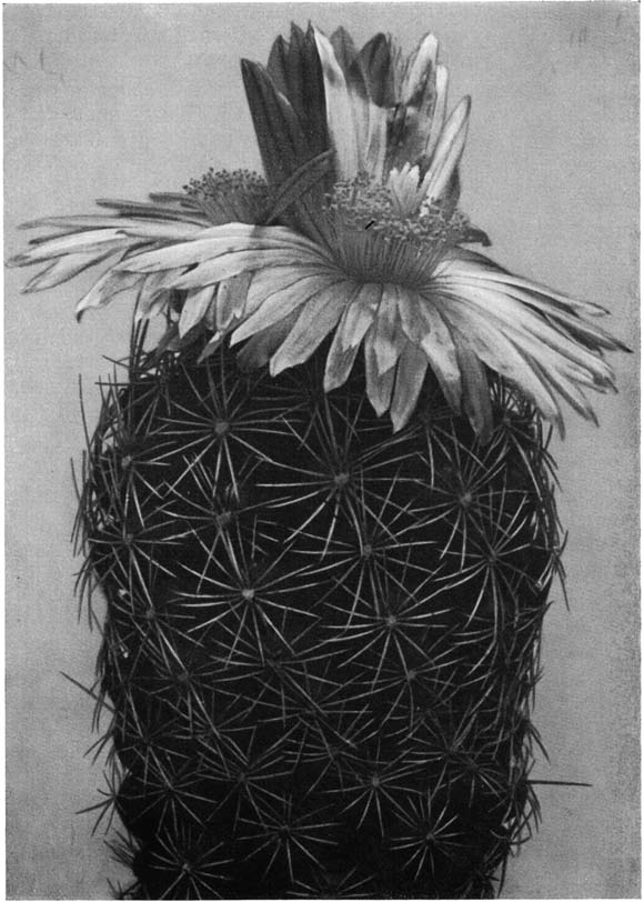 Нажмите на изображение для увеличения.   Название:	Thelocactus_leucacanthus_v_schmollii.png  Просмотров:	0  Размер:	278.5 Кб  ID:	462326