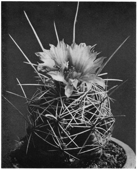 Нажмите на изображение для увеличения.   Название:	Thelocactus_leucacanthus_v_porrectus.png  Просмотров:	0  Размер:	139.0 Кб  ID:	462327