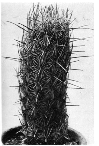 Нажмите на изображение для увеличения.

Название:	Thelocactus_hastifer_1.png
Просмотров:	190
Размер:	98.2 Кб
ID:	462330