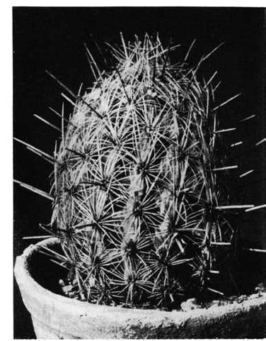 Нажмите на изображение для увеличения.

Название:	Thelocactus_hastifer_2.png
Просмотров:	197
Размер:	109.9 Кб
ID:	462331