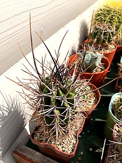 Нажмите на изображение для увеличения.

Название:	echinopsis_leucantha .jpg
Просмотров:	796
Размер:	235.9 Кб
ID:	462439