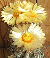 Нажмите на изображение для увеличения.

Название:	Astrophytum crassispinoides.JPG
Просмотров:	606
Размер:	208.4 Кб
ID:	463148