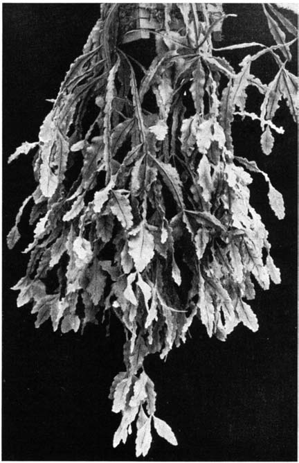 Нажмите на изображение для увеличения.

Название:	Rhipsalis_crispata.png
Просмотров:	112
Размер:	174.5 Кб
ID:	463196