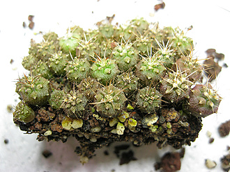 Нажмите на изображение для увеличения.   Название:	03_gymnocalycium_zegarrae.jpg  Просмотров:	19  Размер:	326.2 Кб  ID:	463237