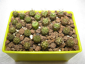 Нажмите на изображение для увеличения.   Название:	gymnocalycium_zegarrae_04.jpg  Просмотров:	17  Размер:	276.3 Кб  ID:	463238