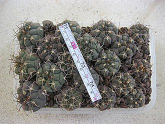 Нажмите на изображение для увеличения.   Название:	gymnocalycium_zegarrae_09.jpg  Просмотров:	0  Размер:	285.9 Кб  ID:	463240