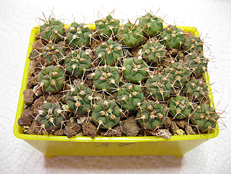 Нажмите на изображение для увеличения.   Название:	gymnocalycium_zegarrae_05.jpg  Просмотров:	0  Размер:	295.5 Кб  ID:	463241