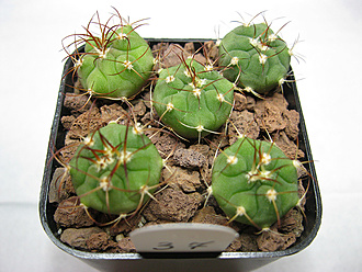Нажмите на изображение для увеличения.   Название:	gymnocalycium_zegarrae_07.jpg  Просмотров:	0  Размер:	237.1 Кб  ID:	463242