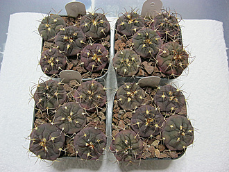 Нажмите на изображение для увеличения.   Название:	gymnocalycium_zegarrae_08.jpg  Просмотров:	0  Размер:	240.7 Кб  ID:	463243