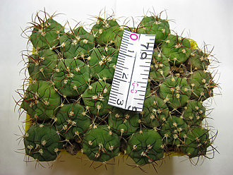 Нажмите на изображение для увеличения.   Название:	gymnocalycium_zegarrae_06.jpg  Просмотров:	0  Размер:	256.9 Кб  ID:	463244
