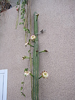Нажмите на изображение для увеличения.

Название:	cereus peruvianus 3.JPG
Просмотров:	798
Размер:	318.7 Кб
ID:	463444
