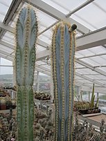 Нажмите на изображение для увеличения.

Название:	pilosocereus azureus.JPG
Просмотров:	860
Размер:	207.0 Кб
ID:	463446