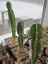 Нажмите на изображение для увеличения.

Название:	dendrocereus nudiflorus.JPG
Просмотров:	809
Размер:	148.2 Кб
ID:	463447