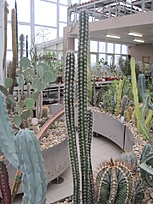 Нажмите на изображение для увеличения.

Название:	cactus sp 1.JPG
Просмотров:	808
Размер:	267.1 Кб
ID:	463448