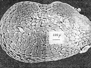 Нажмите на изображение для увеличения.   Название:	Ar-eriocaulis-albicoronata0.jpg  Просмотров:	4  Размер:	22.6 Кб  ID:	463484