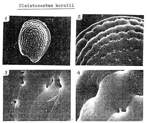 Нажмите на изображение для увеличения.   Название:	Cleistocactus-horstii2.jpg  Просмотров:	4  Размер:	56.3 Кб  ID:	463561