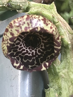 Нажмите на изображение для увеличения.

Название:	stapelianthus_insignis.JPG
Просмотров:	948
Размер:	167.3 Кб
ID:	463752