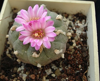 Нажмите на изображение для увеличения.

Название:	Lophophora williamsii.jpg
Просмотров:	499
Размер:	165.0 Кб
ID:	464596