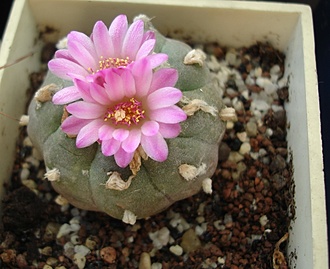 Нажмите на изображение для увеличения.

Название:	Lophophora williamsii.jpg
Просмотров:	485
Размер:	165.0 Кб
ID:	464596