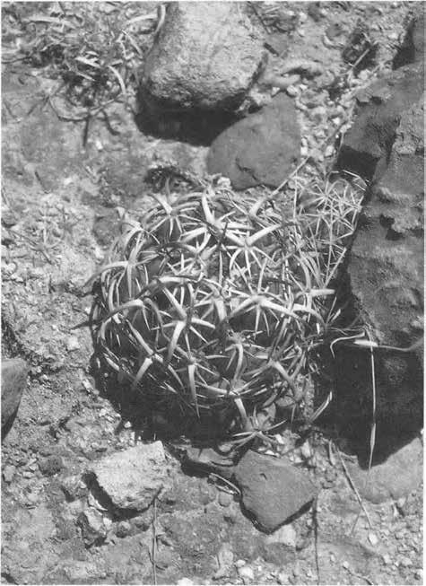 Нажмите на изображение для увеличения.

Название:	Coryphantha_tripugionacantha.jpg
Просмотров:	969
Размер:	63.9 Кб
ID:	465300