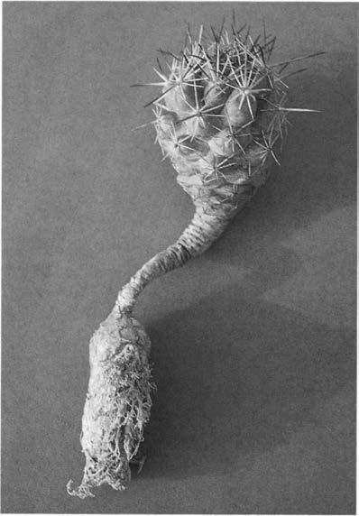 Нажмите на изображение для увеличения.

Название:	Coryphantha_wohlschlageri_2.jpg
Просмотров:	223
Размер:	30.0 Кб
ID:	465315