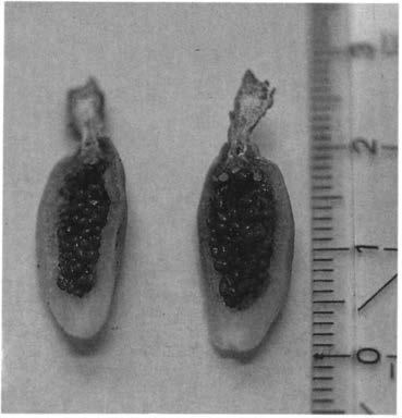 Нажмите на изображение для увеличения.

Название:	Coryphantha_wohlschlageri_Frucht.jpg
Просмотров:	139
Размер:	39.8 Кб
ID:	465316