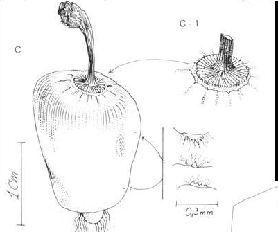 Нажмите на изображение для увеличения.

Название:	Coleocephalocereus_pluricostatus_ssp_uebelmanniorum_2-2.jpg
Просмотров:	73
Размер:	47.1 Кб
ID:	465324