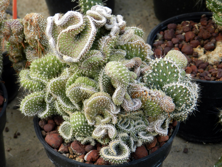Нажмите на изображение для увеличения.

Название:	GBS2013-Austrocylindropuntia-pachypus-cristata.jpg
Просмотров:	542
Размер:	342.2 Кб
ID:	465411