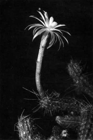 Нажмите на изображение для увеличения.

Название:	Arthrocereus_campos-portoi.jpg
Просмотров:	500
Размер:	108.3 Кб
ID:	465356