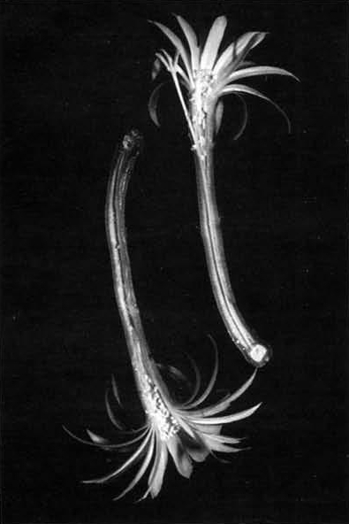 Нажмите на изображение для увеличения.

Название:	Arthrocereus_campos-portoi_1.jpg
Просмотров:	82
Размер:	98.1 Кб
ID:	465357