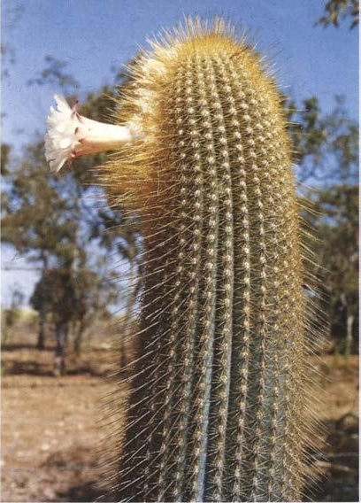 Нажмите на изображение для увеличения.

Название:	Austrocephalocereus_estevesii_6.jpg
Просмотров:	600
Размер:	180.4 Кб
ID:	465372
