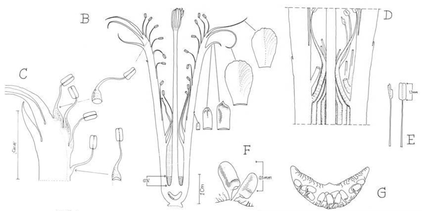 Нажмите на изображение для увеличения.

Название:	Austrocephalocereus_estevesii_3.jpg
Просмотров:	134
Размер:	70.0 Кб
ID:	465374