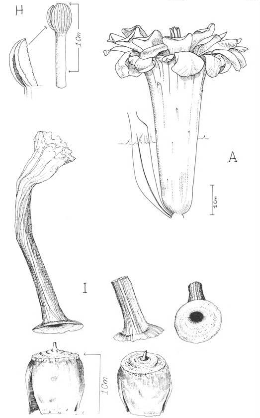 Нажмите на изображение для увеличения.

Название:	Austrocephalocereus_estevesii_4.jpg
Просмотров:	130
Размер:	124.6 Кб
ID:	465375