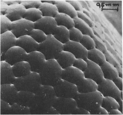Нажмите на изображение для увеличения.

Название:	Austrocephalocereus_estevesii_8.jpg
Просмотров:	115
Размер:	20.0 Кб
ID:	465380