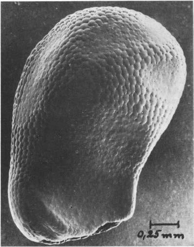 Нажмите на изображение для увеличения.

Название:	Austrocephalocereus_estevesii_9.jpg
Просмотров:	135
Размер:	32.9 Кб
ID:	465381